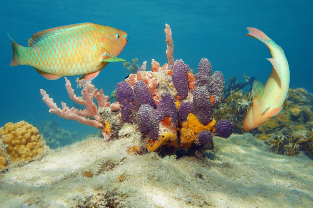 Dormio Bonaire Village Cameră foto